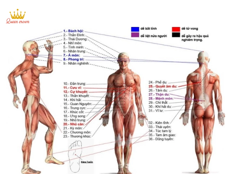 "Bản Đồ" Huyệt Đạo Cổ Vai Gáy