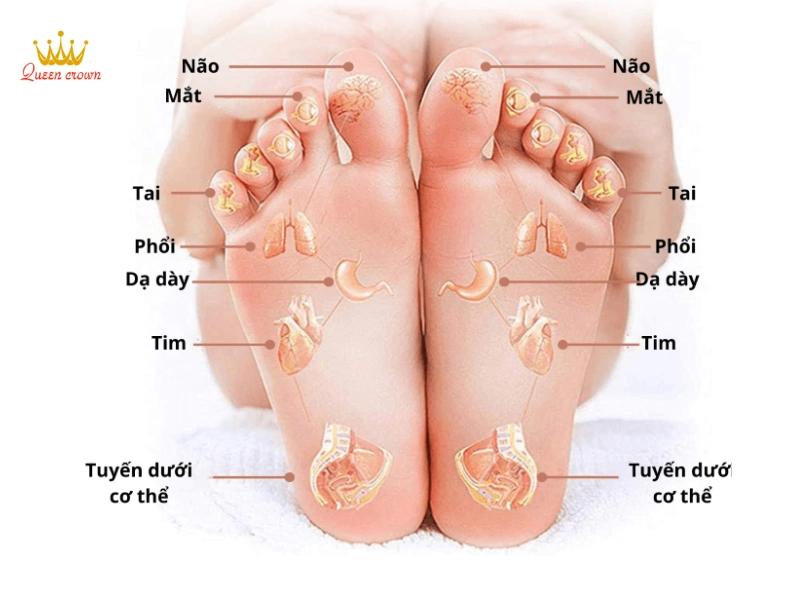 Tìm hiểu vị trí chính xác của huyệt phổi ở chân