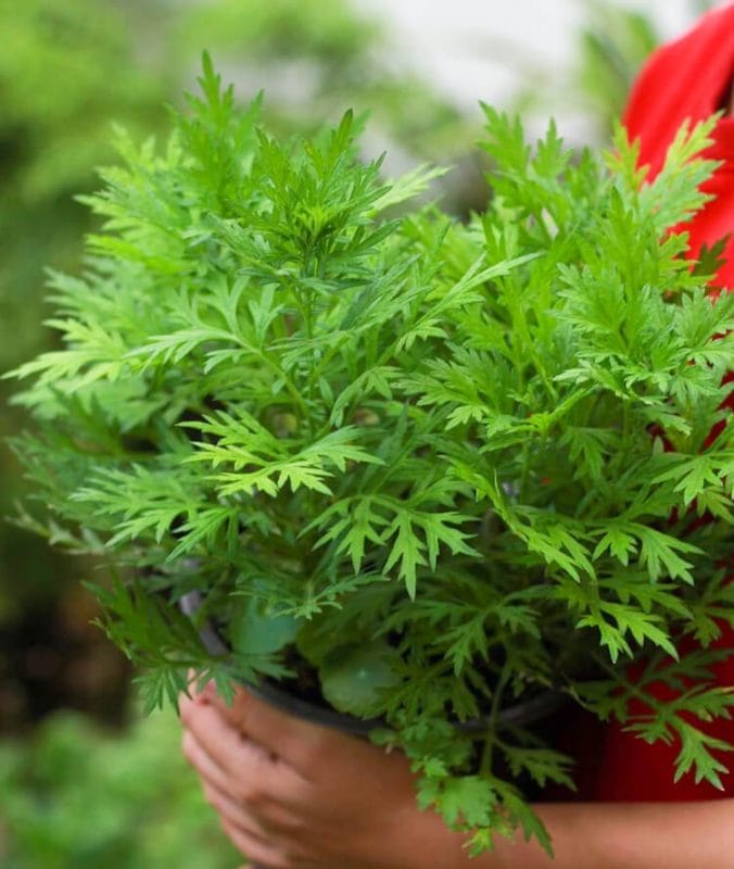 5 Công thức ngâm chân ngải cứu trị bách bệnh 2 ngâm chân ngải cứu